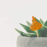 Bok Choy - Unicorn Fart Productions