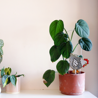 Sunny Side Up - Unicorn Fart Productions