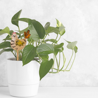 Sproutzilla - Unicorn Fart Productions