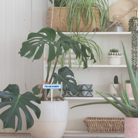 Punny Plant Stakes - Unicorn Fart Productions