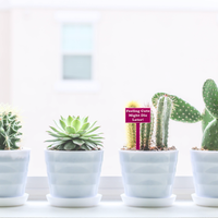 Fun Plant Stakes - Unicorn Fart Productions