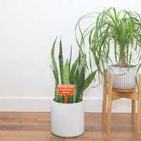 Fun Plant Stakes - Unicorn Fart Productions