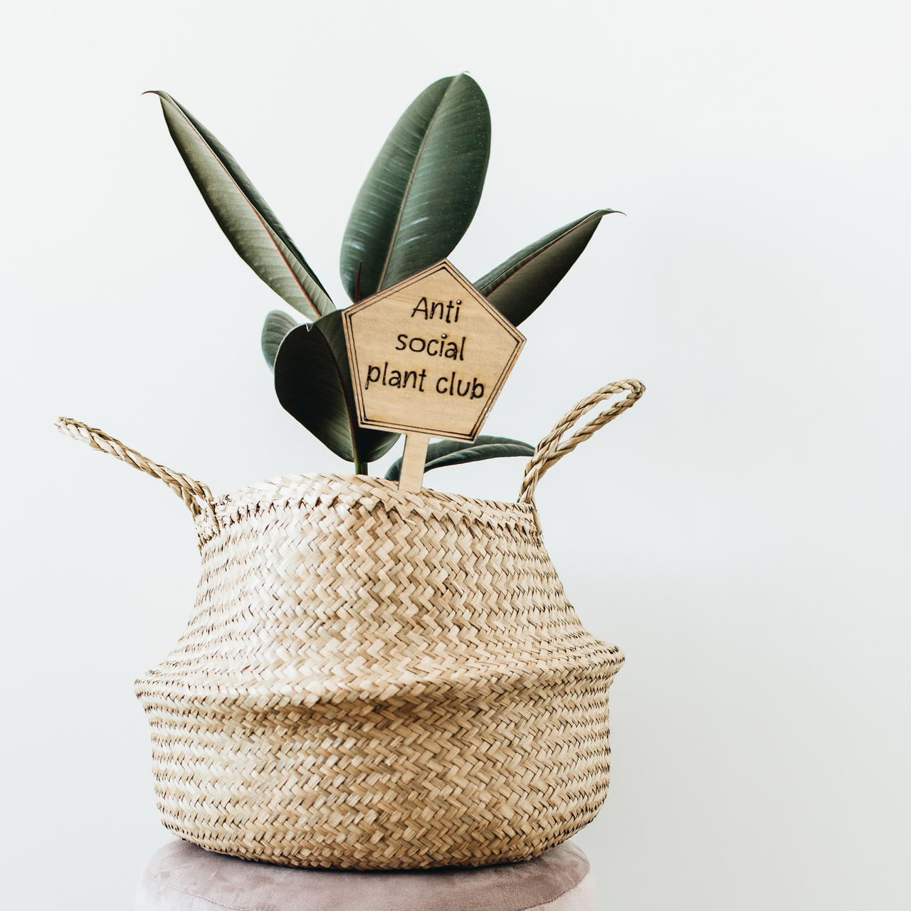 Anti social plant club - Unicorn Fart Productions